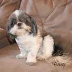 Flea and Tick chews are becoming popular options for treating these pesky bugs.  This article explores how and when to use them.