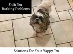 If your Shih Tzu barking problems has gotten out of hand, discover these techniques that will help turn your yappy Tzu into a Quiet Tzu.