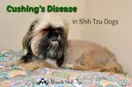 Cushings Disease in Shih Tzu dogs is not as common as once thought, but can wreak havoc with your dog's endocrine system.  Symptons, Treatment Options, 