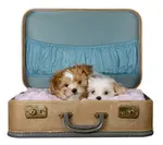 Find out how to travel with a dog either by car or plane.  It's a fun way to spend a vacation