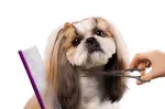 If you want to groom your Shih Tzu, check out this guide that walks you through the process, what needs doing and how to do it, each step of the way.