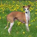 Shih Tzu mixed breeds, hybrids or designer dogs make excellent pets.  With so many choices, which one is best for you.