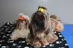 A Shih Tzu puppy topknot might be just the answer to all that facial hair obstructing the view of those beautiful Shih Tzu eyes.  