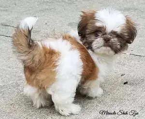 What causes puppy vomiting?  Poor puppy is sick and you want to help. Learn about the causes and cures.