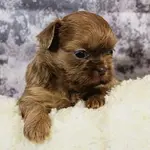 Shih Tzu short haircuts can reduce your workload and keep your pet happy, healthy, and well-maintained. Find more about it here. 