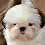 Shih Tzu Coat Colors are one trait that make the Shih Tzu Dog unique.  Learn about all the different colors and markings, and patterns,  found on this breed.