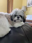 An adult Shih Tzu is resting on a sofa in front of a piano.