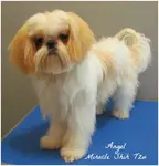 Some Shih Tzu dogs have problems with anal glands.  Learn why and what you can do to reduce the pain and help cure the problem.