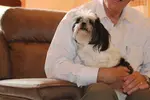 Miracle Shih Tzu's Dana traveling to a pet friendly hotel