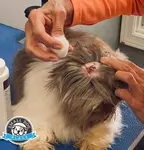 Cleaning-dog-ears using a cotton ball