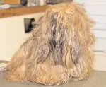 Brushing a Shih Tzu Coat is not difficult as long as it is done frequently so mats cannot set.  Discover some of the tricks of the trade.