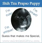 Shih Tzu Prapso Puppies are just typical Shih Tzu with different appearances.  Learn more..