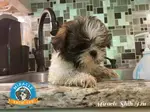 Here are 10 great shampoos for Shih Tzu Puppies and Adults that address a variety of problems that occur in this breed.  Unbiased review.