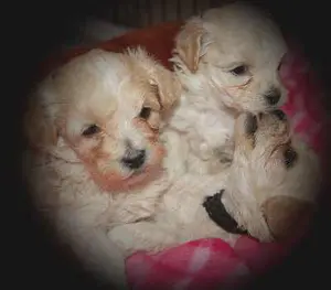 Puppy mouthing might not seem like a big deal at 8-weeks-old, but can become a problem if not stopped.  Find out how.