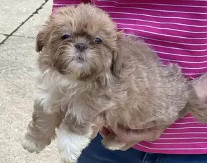 A small red and white shih tzu puppy being held