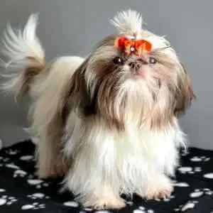 Read about the long and interesting history of the Shih Tzu breed, often cited as being one of the oldest breeds of dogs.
