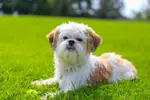 A Shih Tzu dog sitting in the grass.