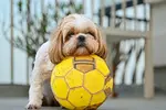 A Shih Tzu dog is resting his head on a scoccer ball