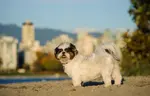 A Shih Tzu posing in front of a blurred city scene