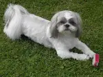 If considering a puppy, you might be wondering how long does a Shih Tzu live.  They enjoy a relatively long life span, but the answer