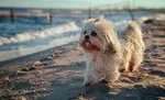 Are you navigating pet healthcare in the sunshine state?  We have tips to make it easier for you and your pet to live and thrive in Florida