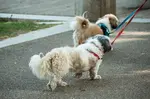 Two Shih Tzu dogs both on leashes are taking a walk