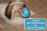 The Shih Tzu personality is big and complete.  Here are ten traits that will sum up all you need to know about living with these dogs.