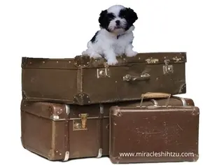 This Shih Tzu puppy travel guide will help you make informed decision when planning your next adventure with your Shih Tzu pup or adult