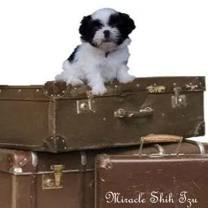 Find out how to travel with a dog either by car or plane.  It's a fun way to spend a vacation