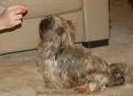 shih-tzu-treats.jpg