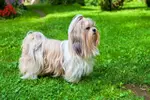 Read about the long and interesting history of the Shih Tzu breed, often cited as being one of the oldest breeds of dogs.