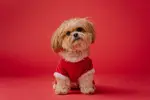 Shih Tzu dog sitting in front of a red background.