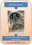 stenotic-nares.jpg