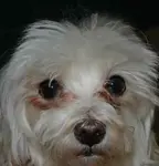 Tear Stains are a real problem for dogs with white or light coats.  Learn what you can do to eliminate these stains.