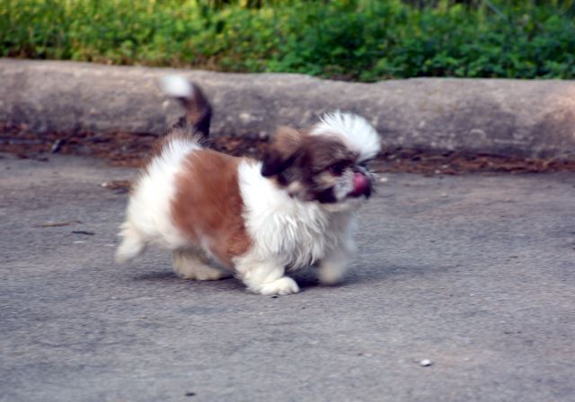 a Red and White Shih Tzu puppy running in front of the camera