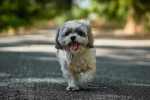 Shih-Tzu-nikolay-tchaouchev-unsplash.jpg