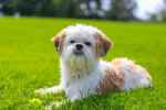 An adult Shih Tzu is laying in a grassy field
