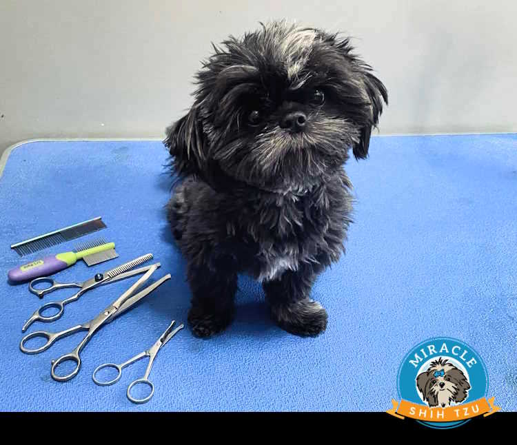 A young black Shih Tzu is sitting on a grooming table next to scissors and combs