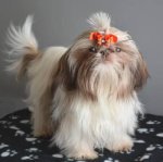 Ketchikan, a tiny Shih Tzu dog under 5 pounds underwent two FHO surgeries