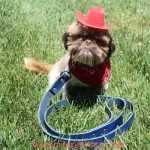 handcrafted-dog-collars.jpg