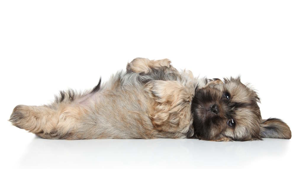 A small Shih Tzu dog shown on a white background