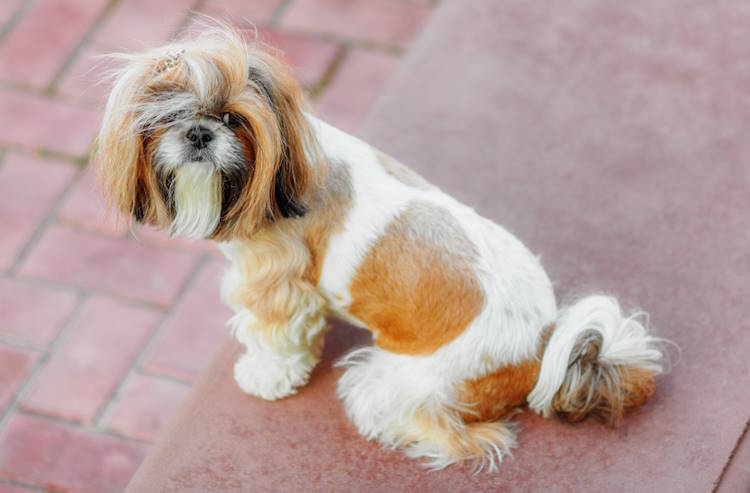 Gold and white Shih Tzu sitting on a brick walk in a daycare