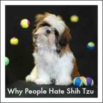 Miracle Shih Tzu