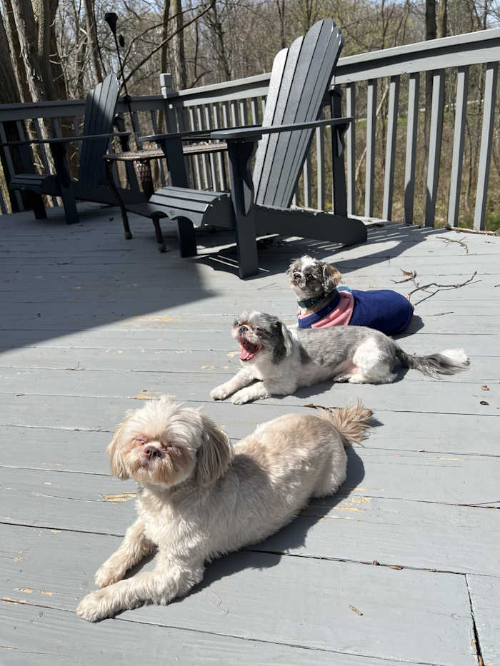 Three Shih Tzu dogs are resting on a deck in the sunshine.