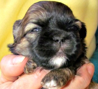 3 week old maltese puppies