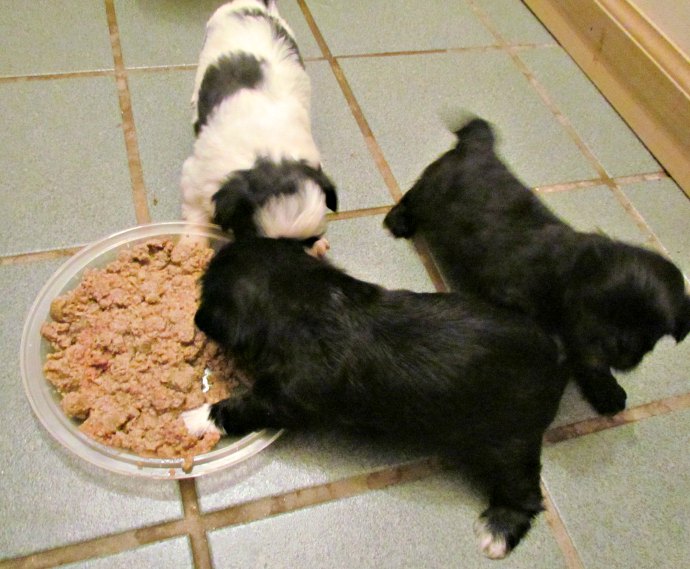 what can 1 month old puppies eat