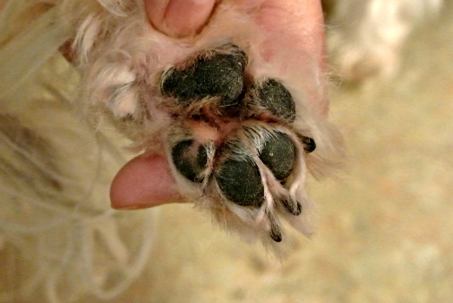 What Do You Call The Pads Of A Dog S Paws What Do You Call The Pads Of A Dog S Paws