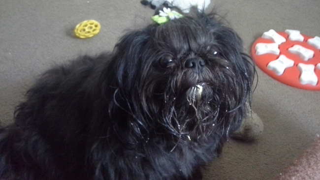 Abby is featured with a little icing on her whiskers. Yum. Abby is featured with a little icing on her whiskers. Yum.