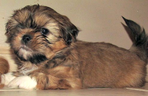 7 week old shih tzu puppy care