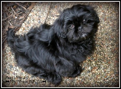 7 week old shih tzu puppy care